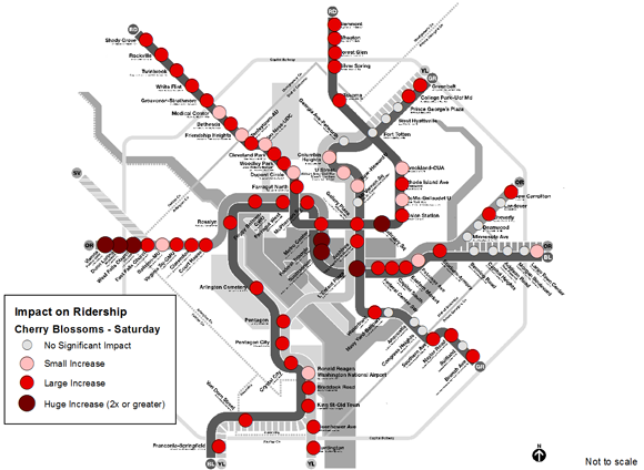 Cherry-Blossoms---Saturday-web